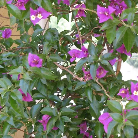 Pascal Francesca فندق مبيت وإفطار *